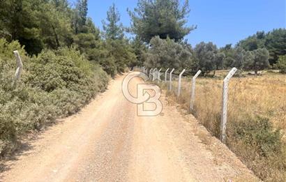URLA KUŞÇULAR'DA 13.400 M2 YOLA CEPHELİ SATILIK TARLA