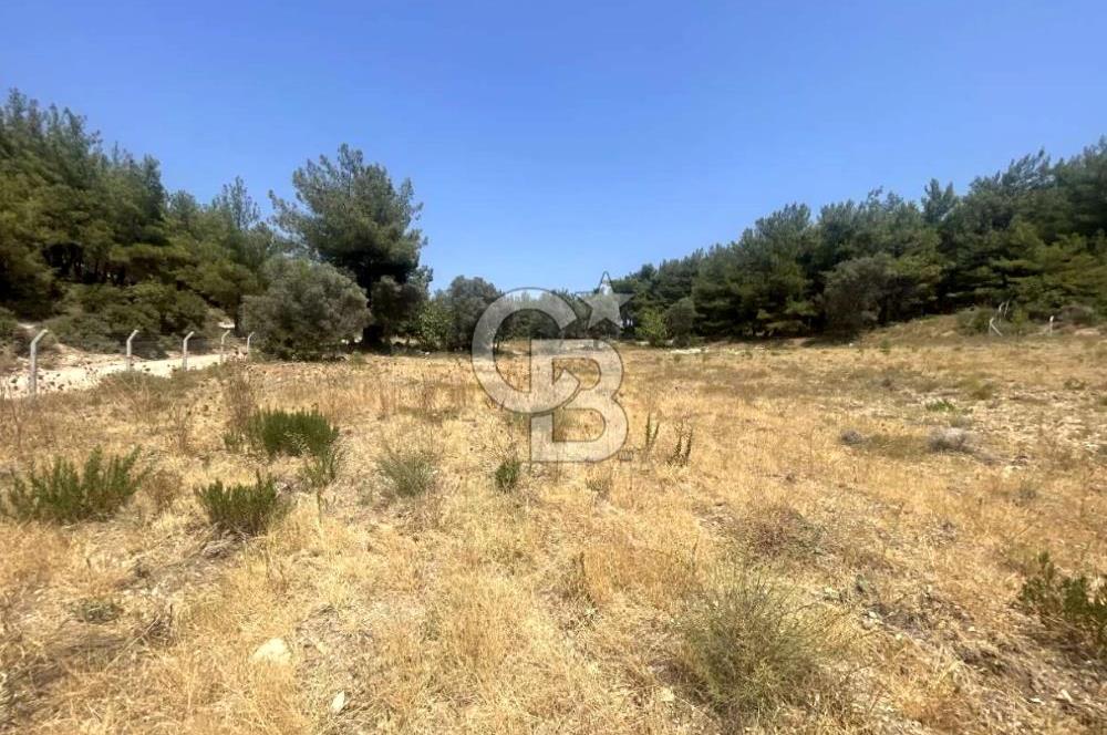URLA KUŞÇULAR'DA 13.400 M2 YOLA CEPHELİ SATILIK TARLA