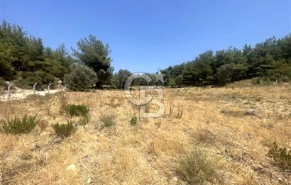 URLA KUŞÇULAR'DA 13.400 M2 YOLA CEPHELİ SATILIK TARLA