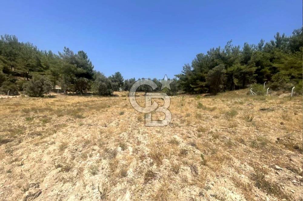 URLA KUŞÇULAR'DA 13.400 M2 YOLA CEPHELİ SATILIK TARLA