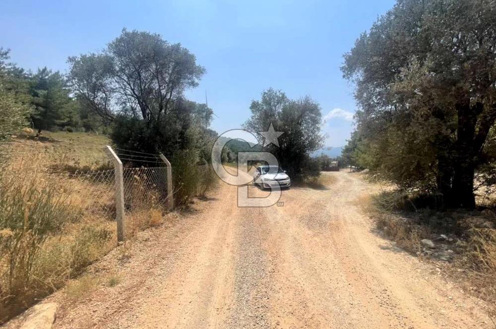 URLA KUŞÇULAR'DA 13.400 M2 YOLA CEPHELİ SATILIK TARLA