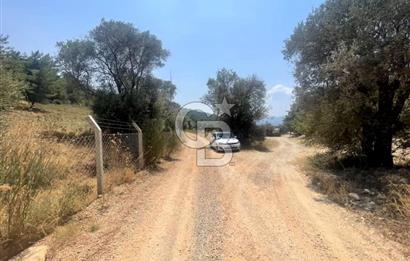 URLA KUŞÇULAR'DA 13.400 M2 YOLA CEPHELİ SATILIK TARLA