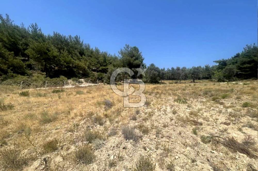 URLA KUŞÇULAR'DA 13.400 M2 YOLA CEPHELİ SATILIK TARLA