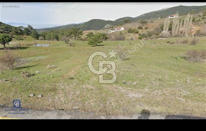 Bayındır Ergenli satılık zeytinlik 