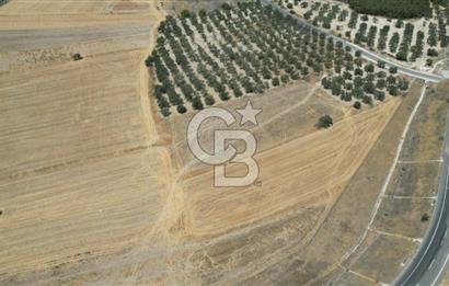 CD'DEN ALİAĞA BOZKÖYDE 3600m2 SATILIK TARLA