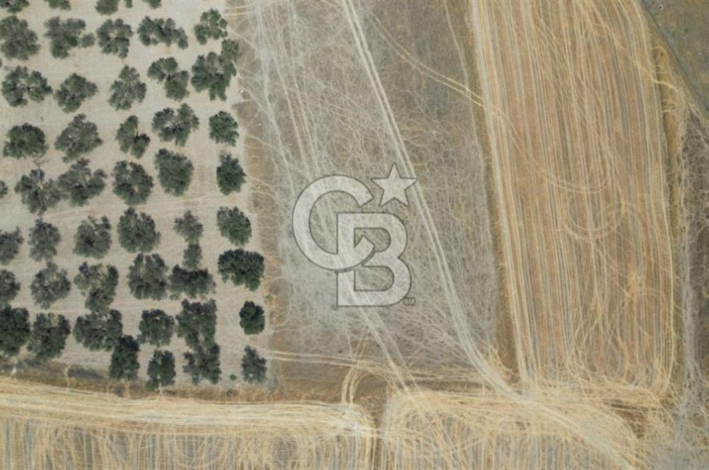 CD'DEN ALİAĞA BOZKÖYDE 3600m2 SATILIK TARLA
