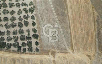 CD'DEN ALİAĞA BOZKÖYDE 3600m2 SATILIK TARLA
