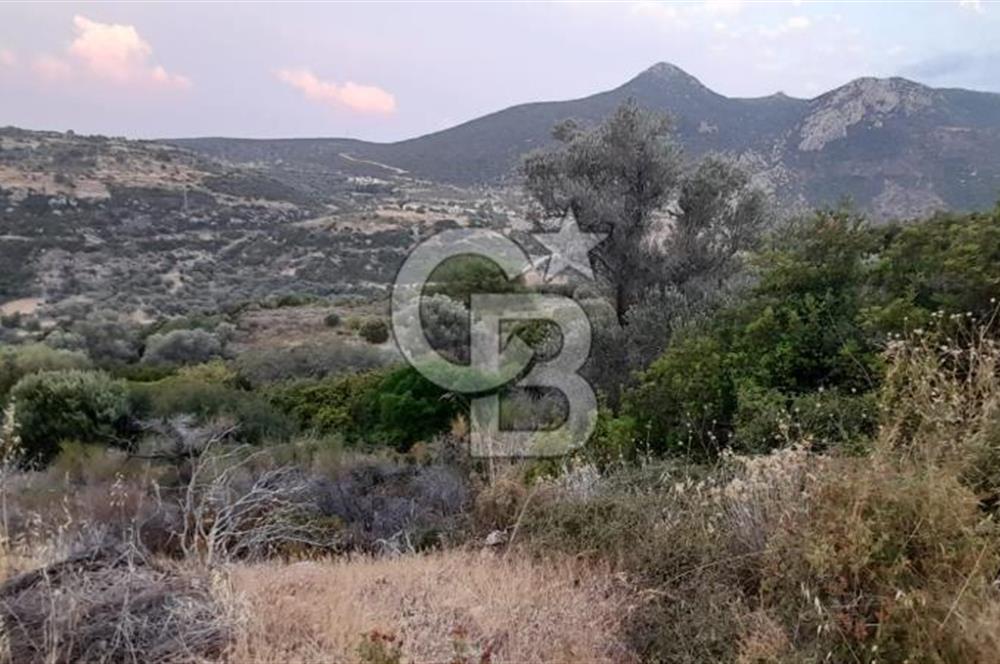 Karaburun Bozköy Mahallesinde 5240 m2 Satılık Tarla