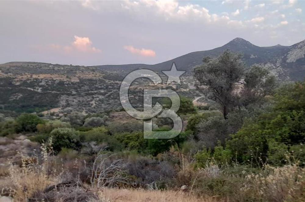 Karaburun Bozköy Mahallesinde 5240 m2 Satılık Tarla