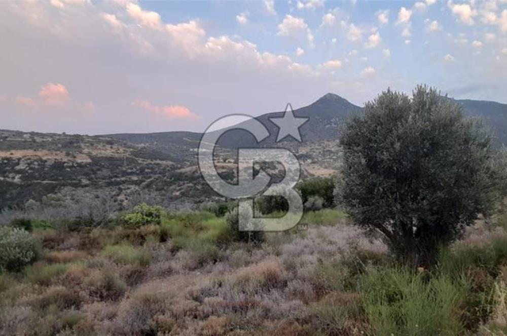 Karaburun Bozköy Mahallesinde 5240 m2 Satılık Tarla