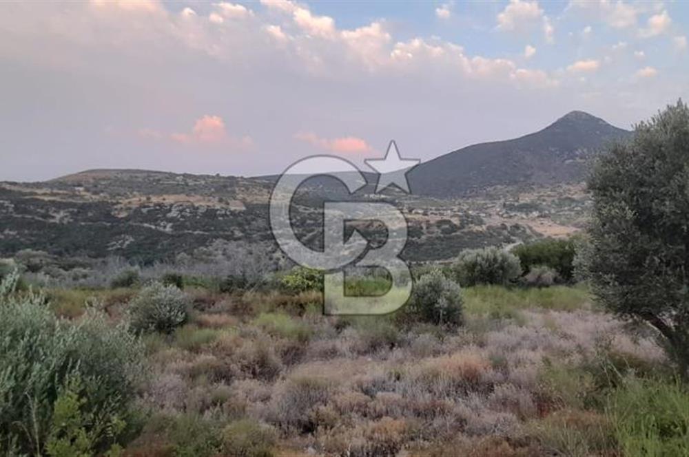 Karaburun Bozköy Mahallesinde 5240 m2 Satılık Tarla