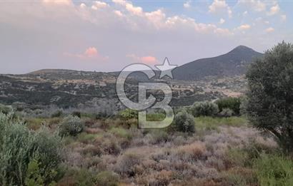 Karaburun Bozköy Mahallesinde 5240 m2 Satılık Tarla