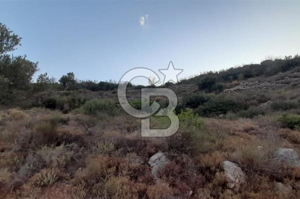Karaburun Bozköy Mahallesinde 5240 m2 Satılık Tarla