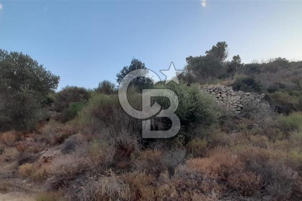 Karaburun Bozköy Mahallesinde 5240 m2 Satılık Tarla