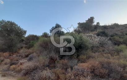 Karaburun Bozköy Mahallesinde 5240 m2 Satılık Tarla