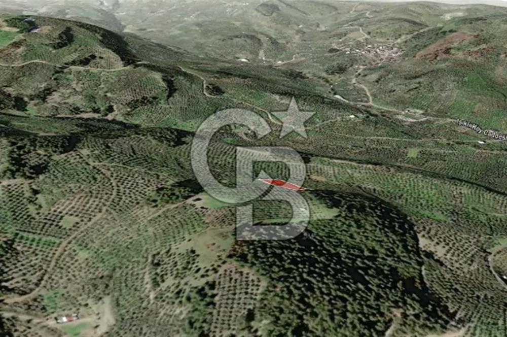 CB AMBIANCE'DAN MUDANYA YÖRÜKALİ'DE DENİZ MANZARALI ZEYTİNLİK