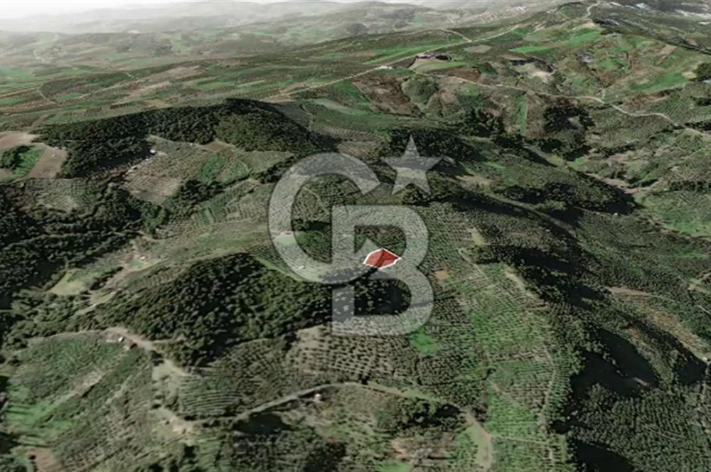 CB AMBIANCE'DAN MUDANYA YÖRÜKALİ'DE DENİZ MANZARALI ZEYTİNLİK