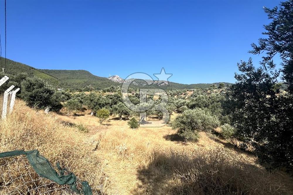 TORBALI`DA 8,5 DÖNÜM ZEYTİNLİK