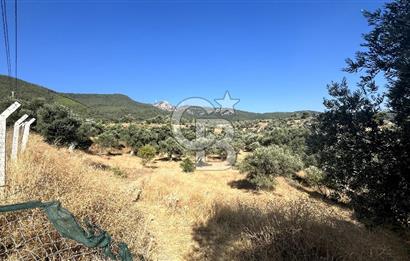 TORBALI`DA 8,5 DÖNÜM ZEYTİNLİK