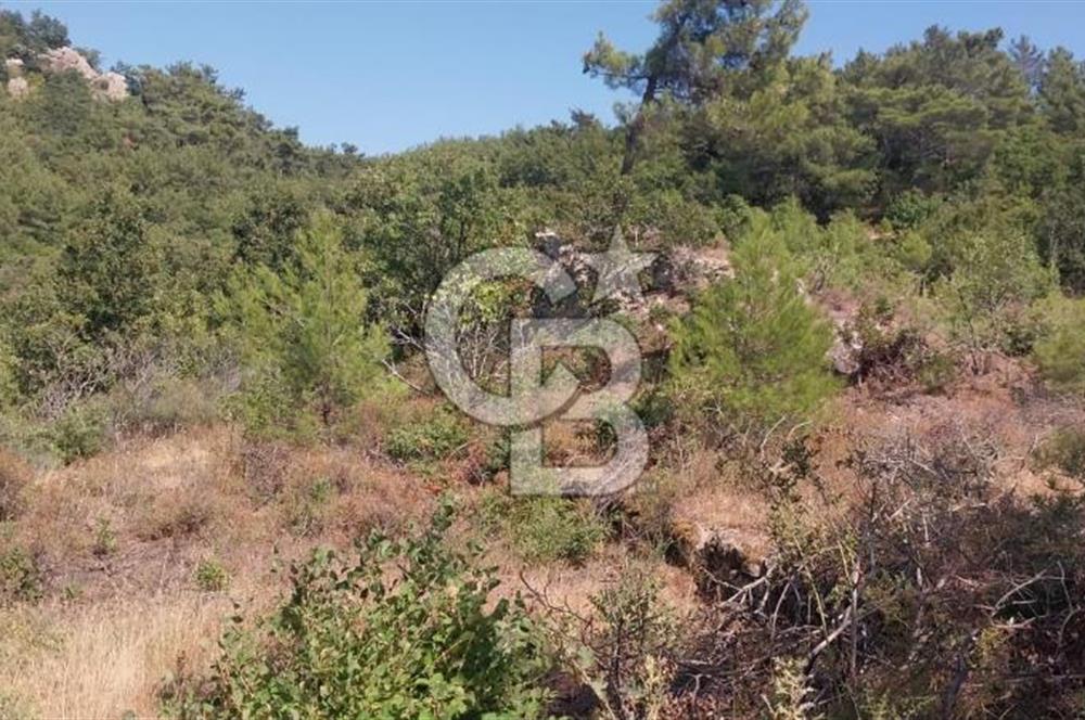 CB İYA'DAN ÇANAKKALE AYVACIK DEMİRCİ KÖYÜNDE SATILIK ARAZİ