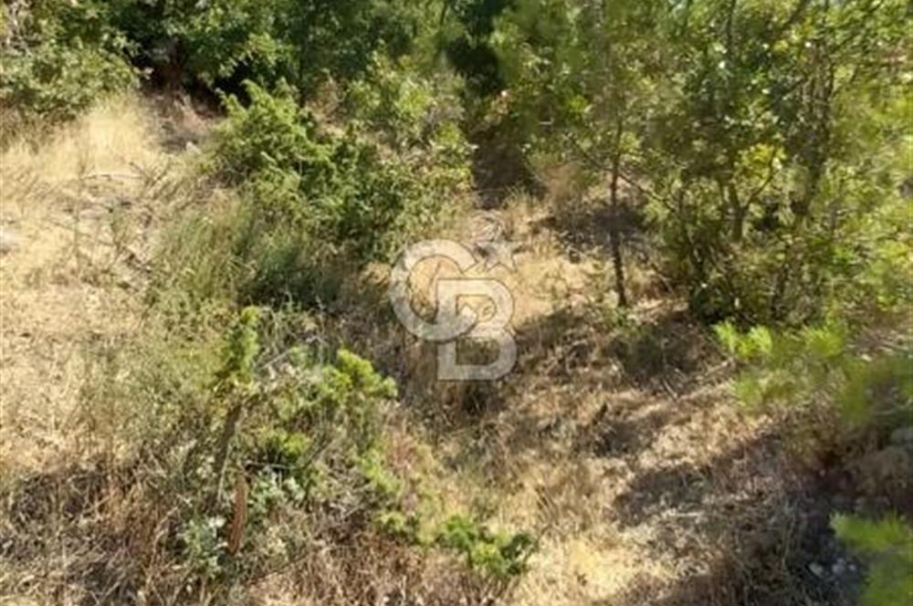 CB İYA'DAN ÇANAKKALE AYVACIK DEMİRCİ KÖYÜNDE SATILIK ARAZİ