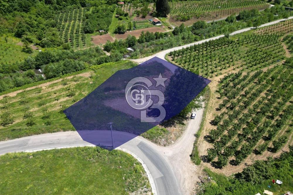 CB Envoy'dan İhsaniyede 4.230 m2 Kiralık Tarla