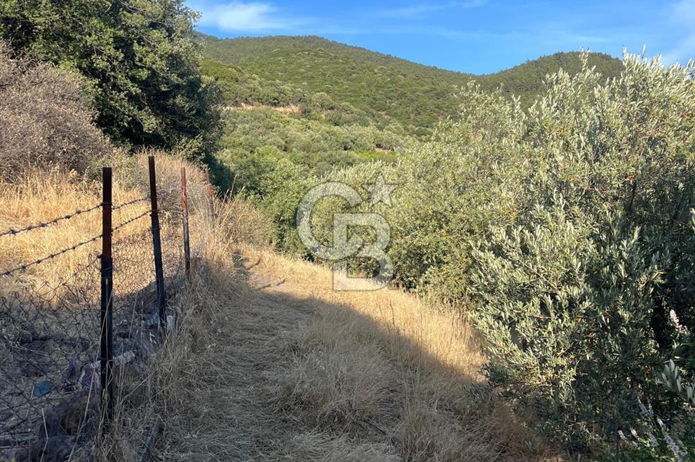 MENDERES GÜMÜLDÜR DE HİSSELİ 2.449 m2 DENİZ MANZARALI TARLA