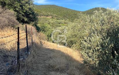 MENDERES GÜMÜLDÜR DE HİSSELİ 2.449 m2 DENİZ MANZARALI TARLA