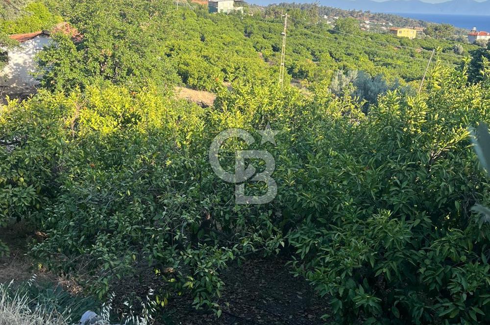 MENDERES GÜMÜLDÜR DE HİSSELİ 2.449 m2 DENİZ MANZARALI TARLA