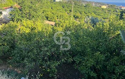 MENDERES GÜMÜLDÜR DE HİSSELİ 2.449 m2 DENİZ MANZARALI TARLA