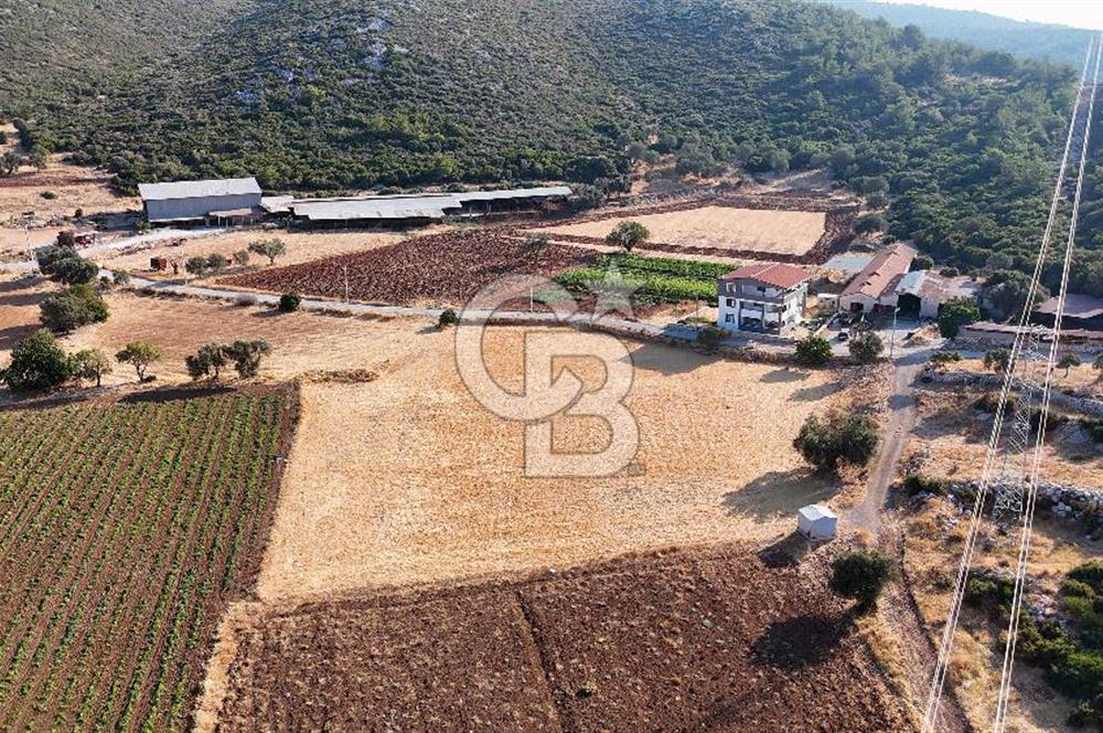 URLA NOHUTALAN'DA KOCAKARI BOĞAZI MEVKİİNDE SATILIK TARLA