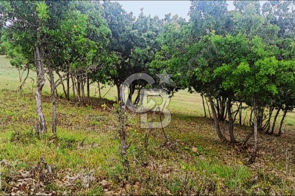 TUNCELİ DE ARSA FIRSATI