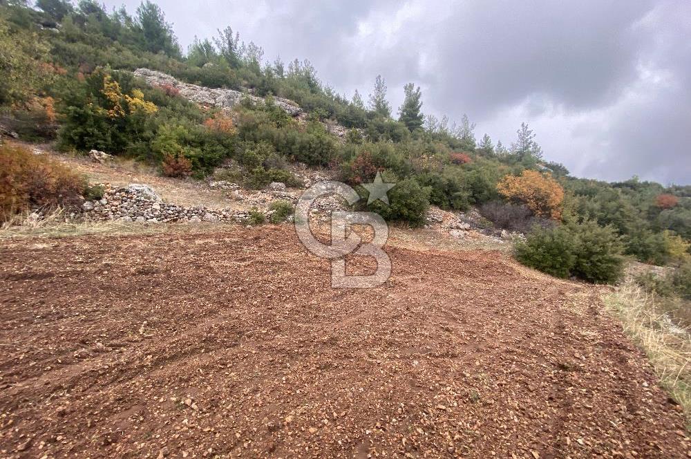 Muğla Günlüce se satılık tarla