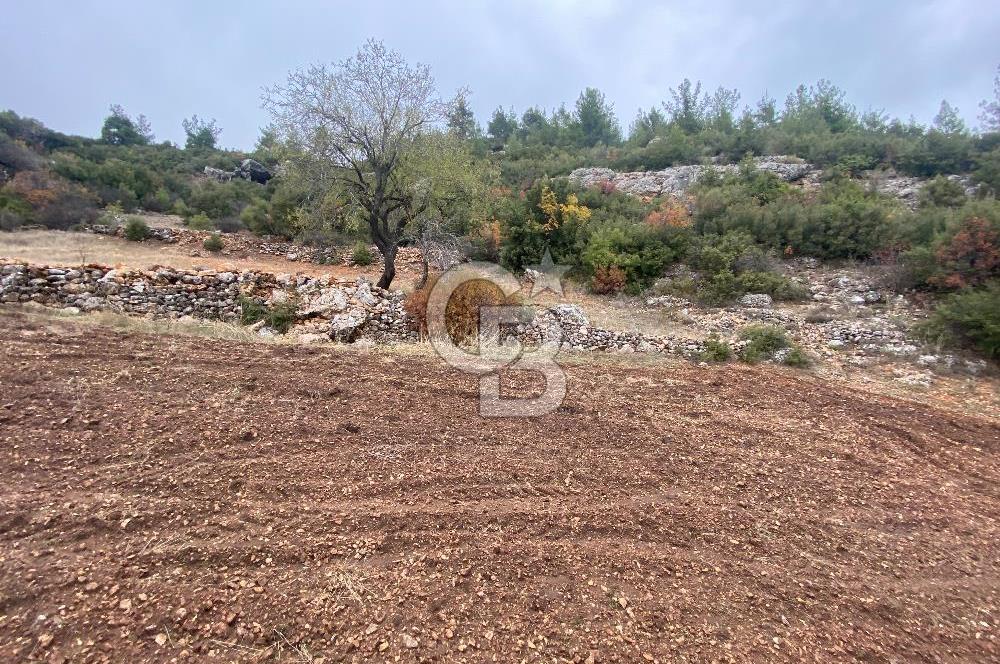 Muğla Günlüce se satılık tarla