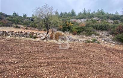 Muğla Günlüce se satılık tarla