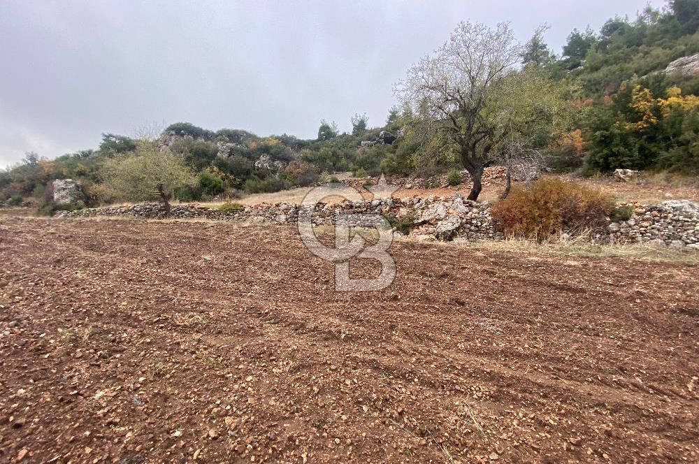 Muğla Günlüce se satılık tarla