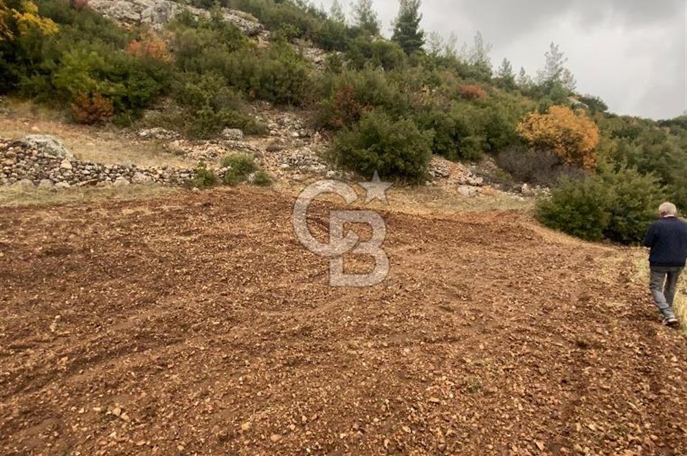 Muğla Günlüce se satılık tarla