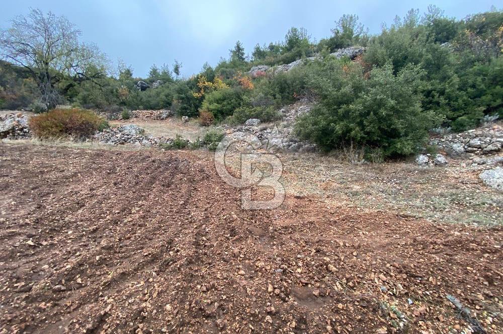 Muğla Günlüce se satılık tarla