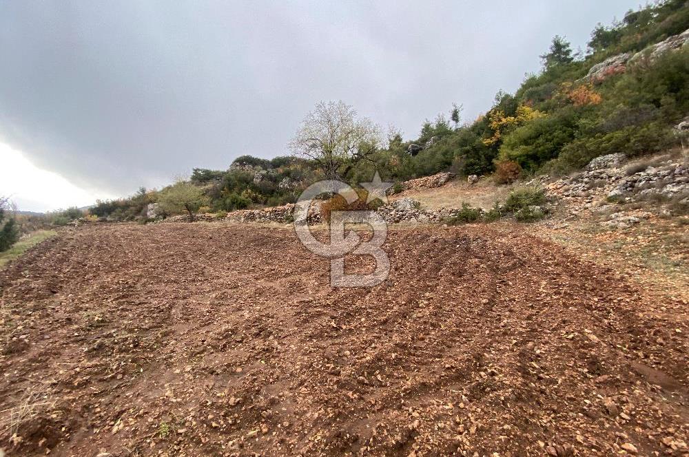 Muğla Günlüce se satılık tarla