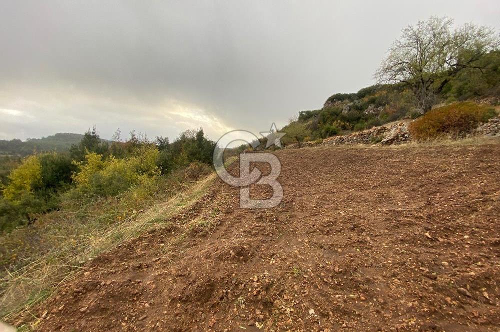 Muğla Günlüce se satılık tarla
