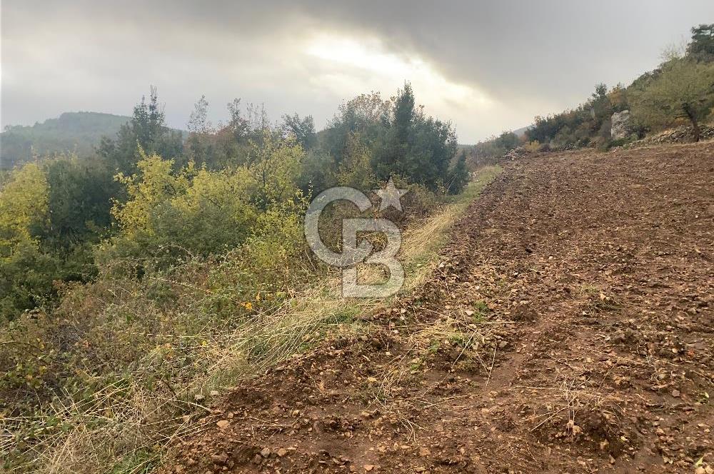 Muğla Günlüce se satılık tarla