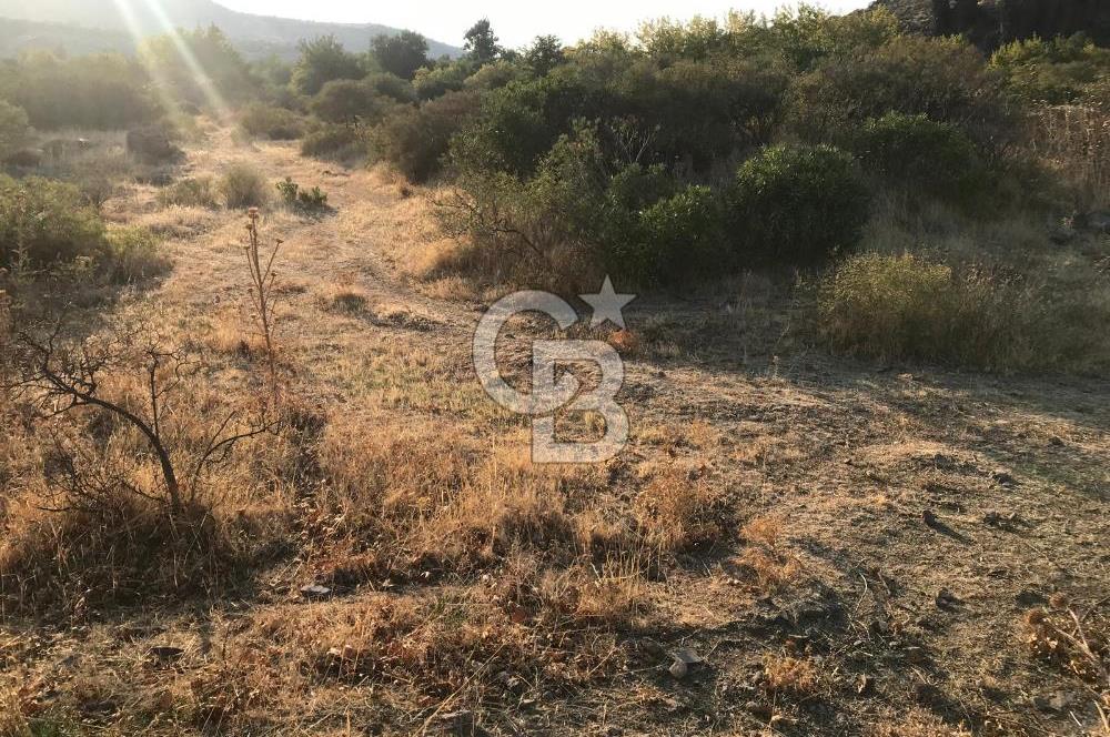 Aliağa Karakuzu köyünde tek tapu satılık tarla