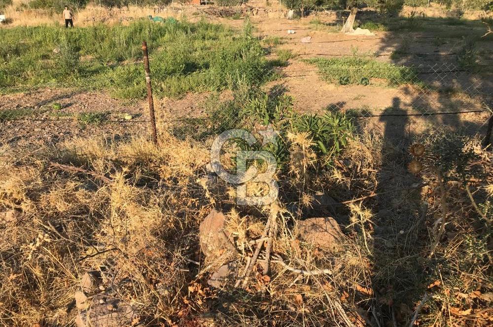 Aliağa Karakuzu köyünde tek tapu satılık tarla