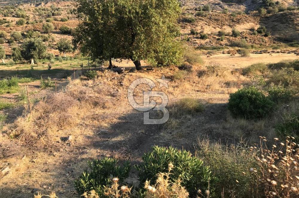 Aliağa Karakuzu köyünde tek tapu satılık tarla