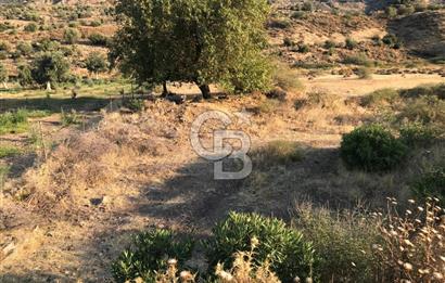 Aliağa Karakuzu köyünde tek tapu satılık tarla