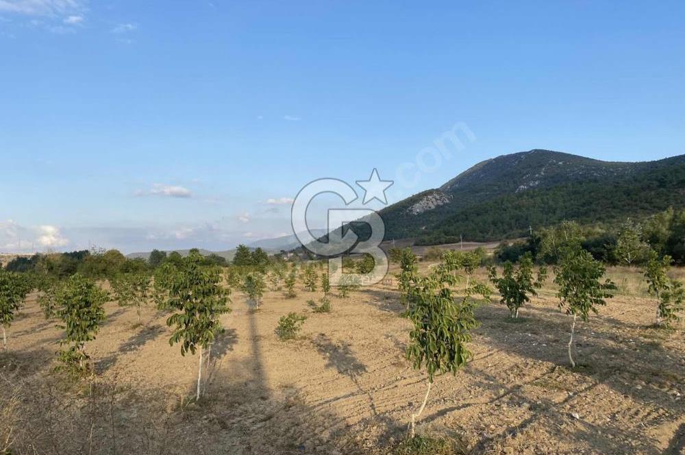 CB CITY’DEN BİLECİK BAYIRKÖY’DE 15293 m2 SATILIK CEVİZ TARLASI