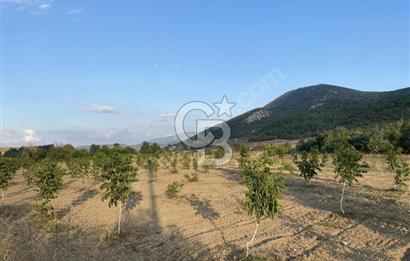 CB CITY’DEN BİLECİK BAYIRKÖY’DE 15293 m2 SATILIK CEVİZ TARLASI