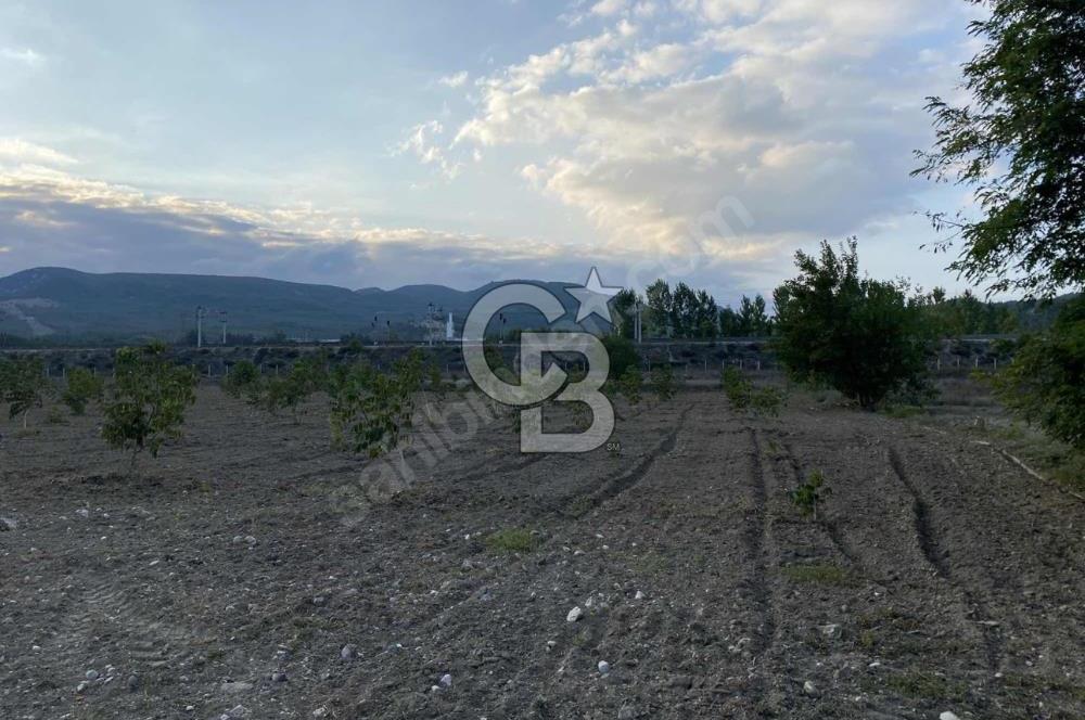 CB CITY’DEN BİLECİK BAYIRKÖY’DE 15293 m2 SATILIK CEVİZ TARLASI