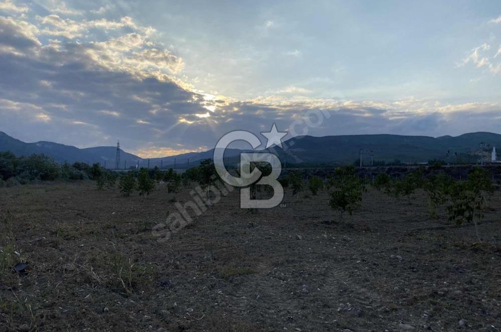 CB CITY’DEN BİLECİK BAYIRKÖY’DE 15293 m2 SATILIK CEVİZ TARLASI