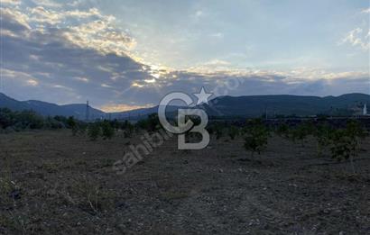 CB CITY’DEN BİLECİK BAYIRKÖY’DE 15293 m2 SATILIK CEVİZ TARLASI